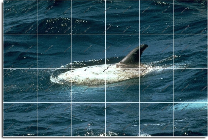 Фотопечать на плитке - дельфин
